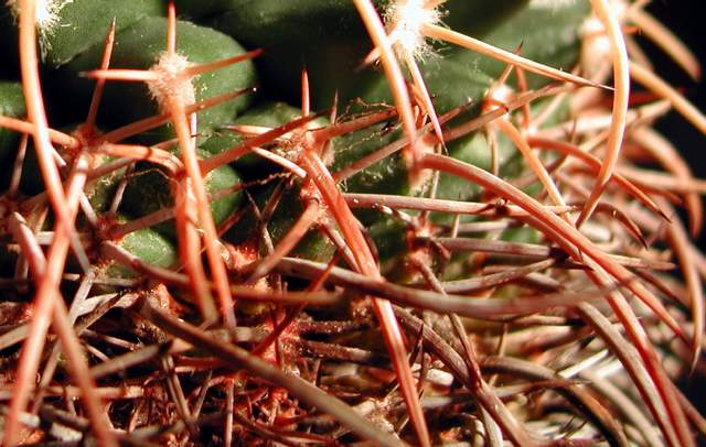 Mammillaria vagaspina (2).jpg